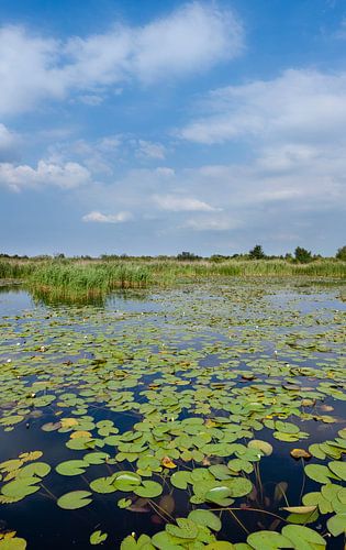 staand panorama van het Naardermeer, het eerste natuurgebied van Natuurmonumenten