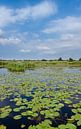 Stehendes Panorama vom Naardermeer, dem ersten Naturschutzgebiet von Natuurmonumenten von Martin Stevens Miniaturansicht