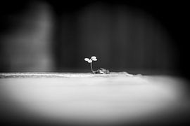 Tiny