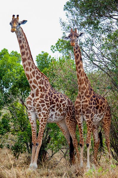 Reticulated giraffen van Peter Michel