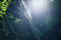 Petite chute d'eau sur une paroi rocheuse couverte de mousse en contre-jour