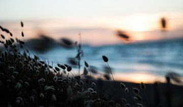 Dansende grassen op het strand van Konstantin