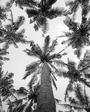 Palmbomen op Bali verticale foto in zwart en wit van Thea.Photo