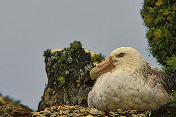 Reuzenstormvogels - De draken van Antarctica van Kai Müller