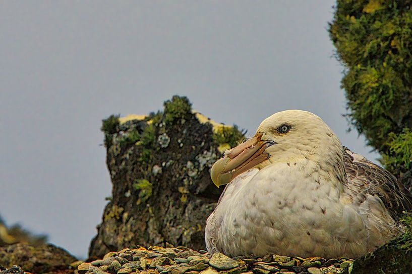Giant Petrels - The Dragons of Antarctica by Kai Müller