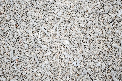 Pièces de corail