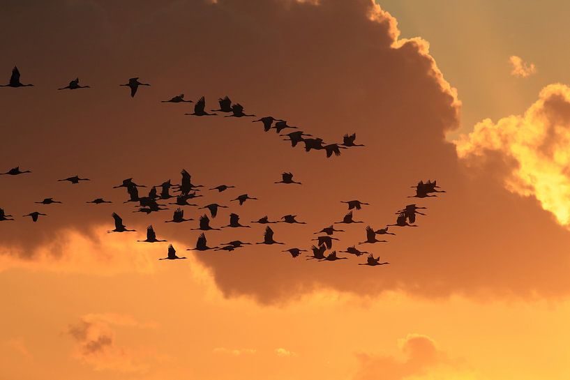 Cranes in the sunset Zingst Baltic Sea Germany by Frank Fichtmüller