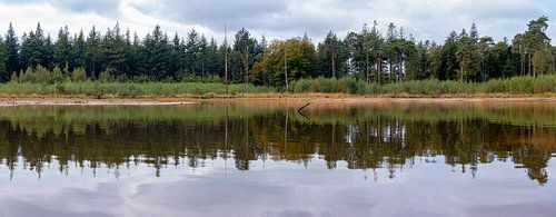 Panorama van een bosrand met weerspiegeling het het water van een ven.