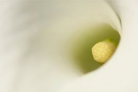 Close-up of a white Calla lily by Ronald Pol