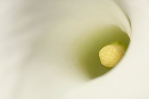 Close-up of a white Calla lily