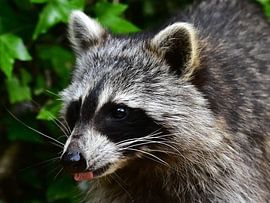 Visit from the raccoon