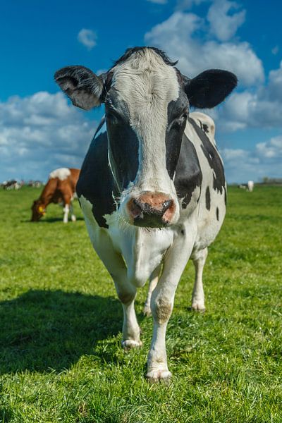 Vache néerlandaise par Menno Schaefer