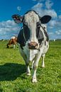 Vache néerlandaise par Menno Schaefer Aperçu