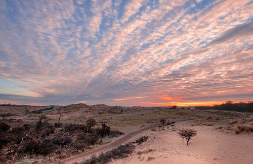 Amsterdamse Waterleiding Duinen