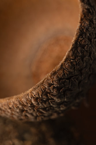 Warm autumn colours – A close-up of an acorn in shades of brown