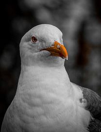 Holländische Möwe von Flammang Fotografie