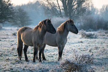 Konik winter van Jan Georg Meijer