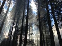 Yosemite Valley Forest