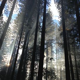 Yosemite Valley Forest by Splash Gallery