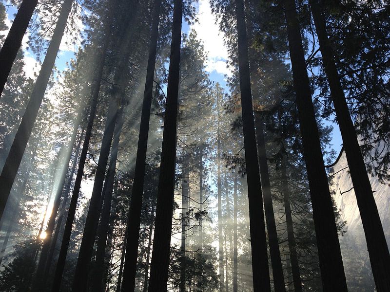 Yosemite Valley Forest von Splash Gallery