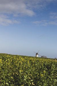 Windmolen bij Denderwindeke, Ninove, België