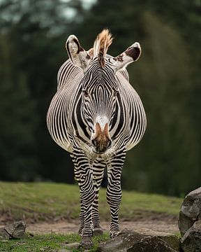 Zebra by Liliane Jaspers