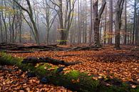 Autumn on the Veluwe by Rick Kloekke thumbnail