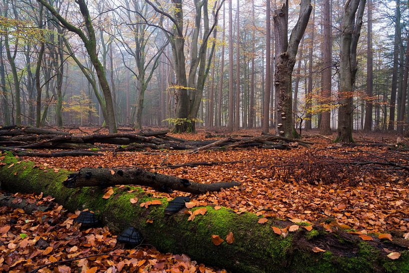 L'automne sur la Veluwe par Rick Kloekke