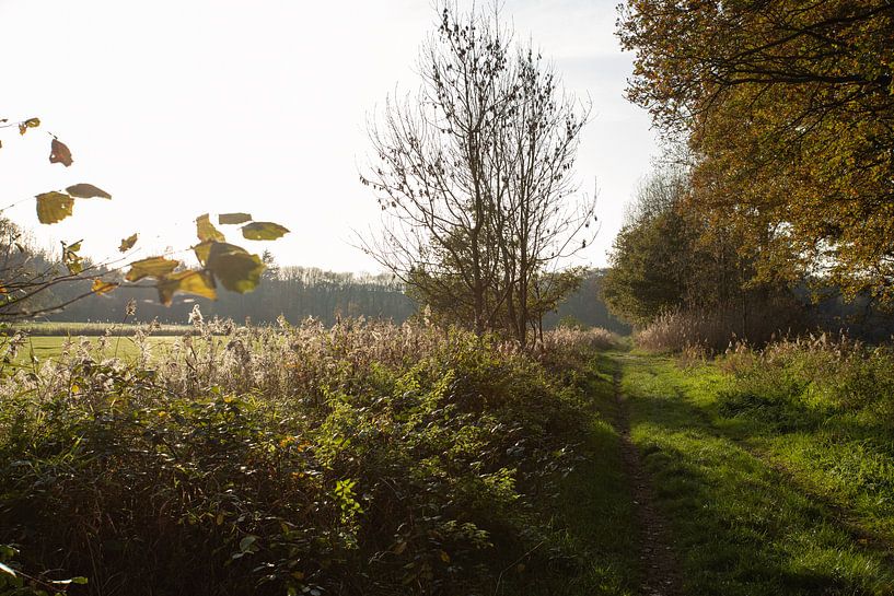 Beim Wandern in Oirschot mit dem Herbst von Angela Kiemeneij