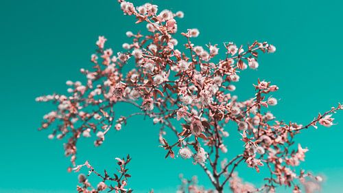 Woestijn Bloemen Foto Canvas – Kleurrijke Natuurfotografie Wanddecoratie 11