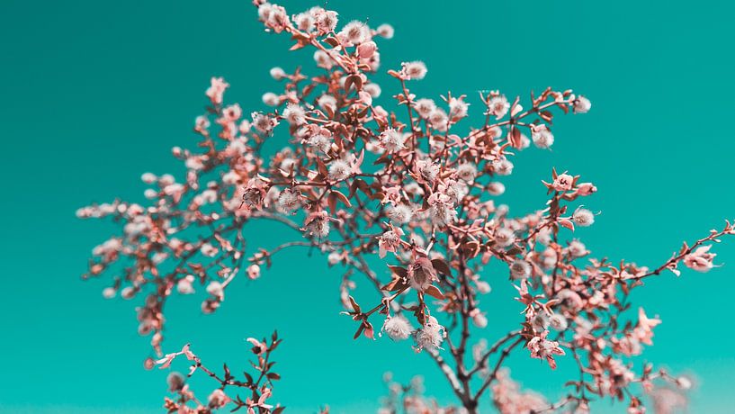 Die blühende kalifornische Wüste 11 von FotoDennis.com | Werk op de Muur