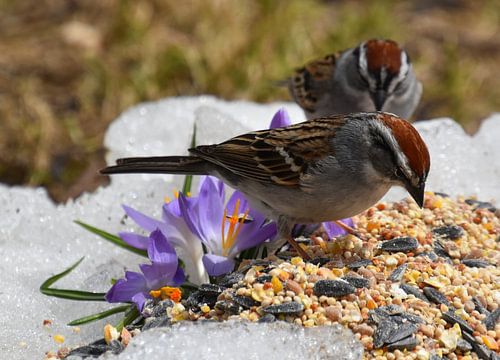 Vogels in de tuin in de lente