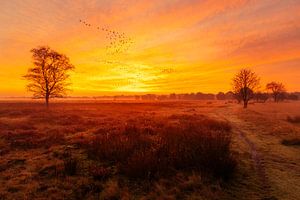Een vlucht wilde ganzen op het Dwingelderveld.