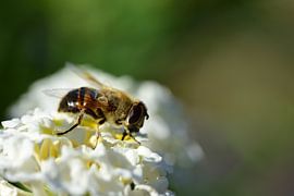 Hornissenschwebfliege von Ulrike Leone