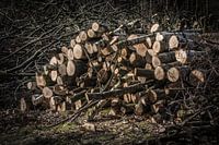 Omgezaagde bomen op een stapel