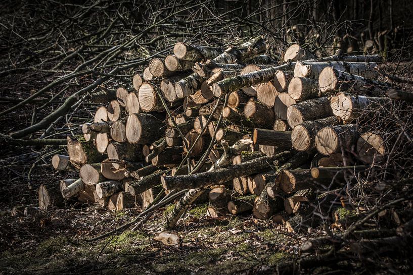 Omgezaagde bomen op een stapel van Kees van der Rest