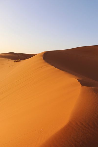 The golden desert by Lotte