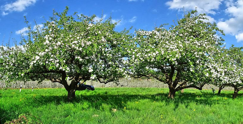 Obstbäume van Edgar Schermaul