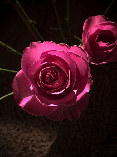 Roos in het donker