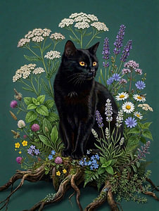 Kater NOCSI – Tussen de wilde kruiden