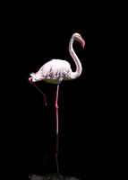Enkele flamingo in reflectie