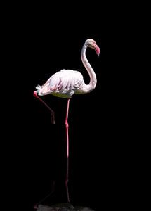 Enkele flamingo in reflectie