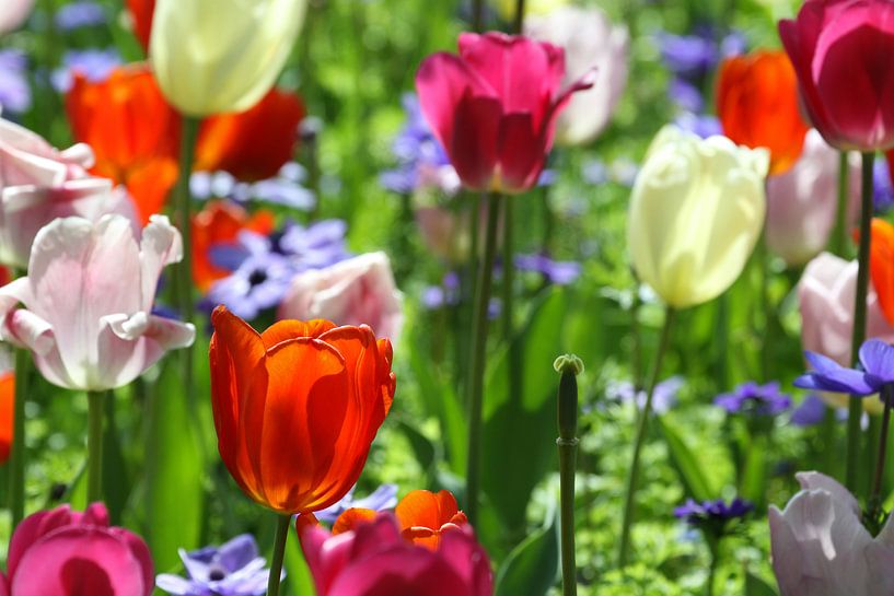 Tulpen in de Keukenhof van Antwan Janssen