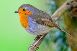 Rotkehlchen auf einem Zweig sitzend mit grünem Hintergrund von Sjoerd van der Wal Fotografie