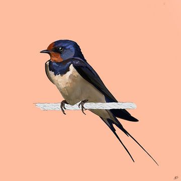 Barn Swallow by Volwater