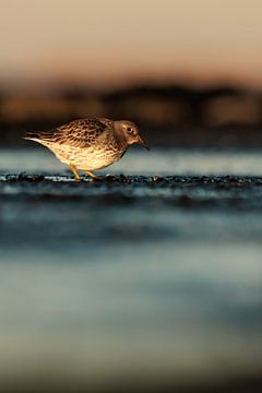 Paarse Strandloper op de Brouwersdam van Nature Laurie Fotografie