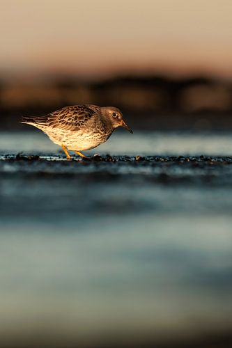 Paarse Strandloper op de Brouwersdam