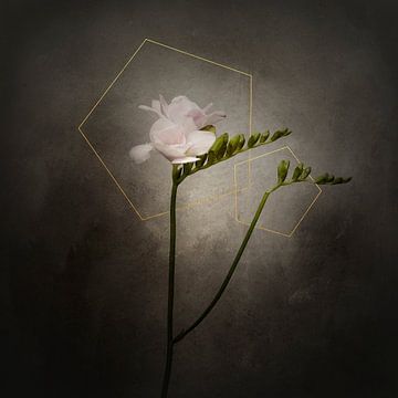 Grazile Blume - Die Freesie | Vintage-Stil gold von Melanie Viola