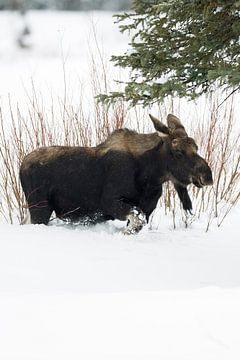 Eland ( Alces alces ) in de winter, jonge stier eland, vers gegoten gewei, stampen door hoge sneeuw, van wunderbare Erde