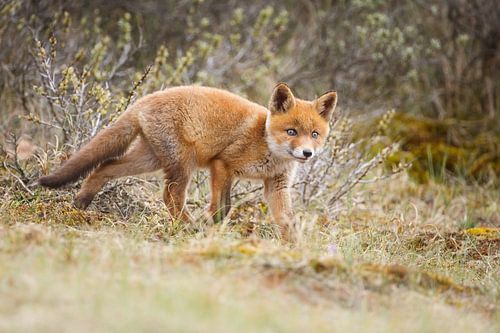 red fox cub